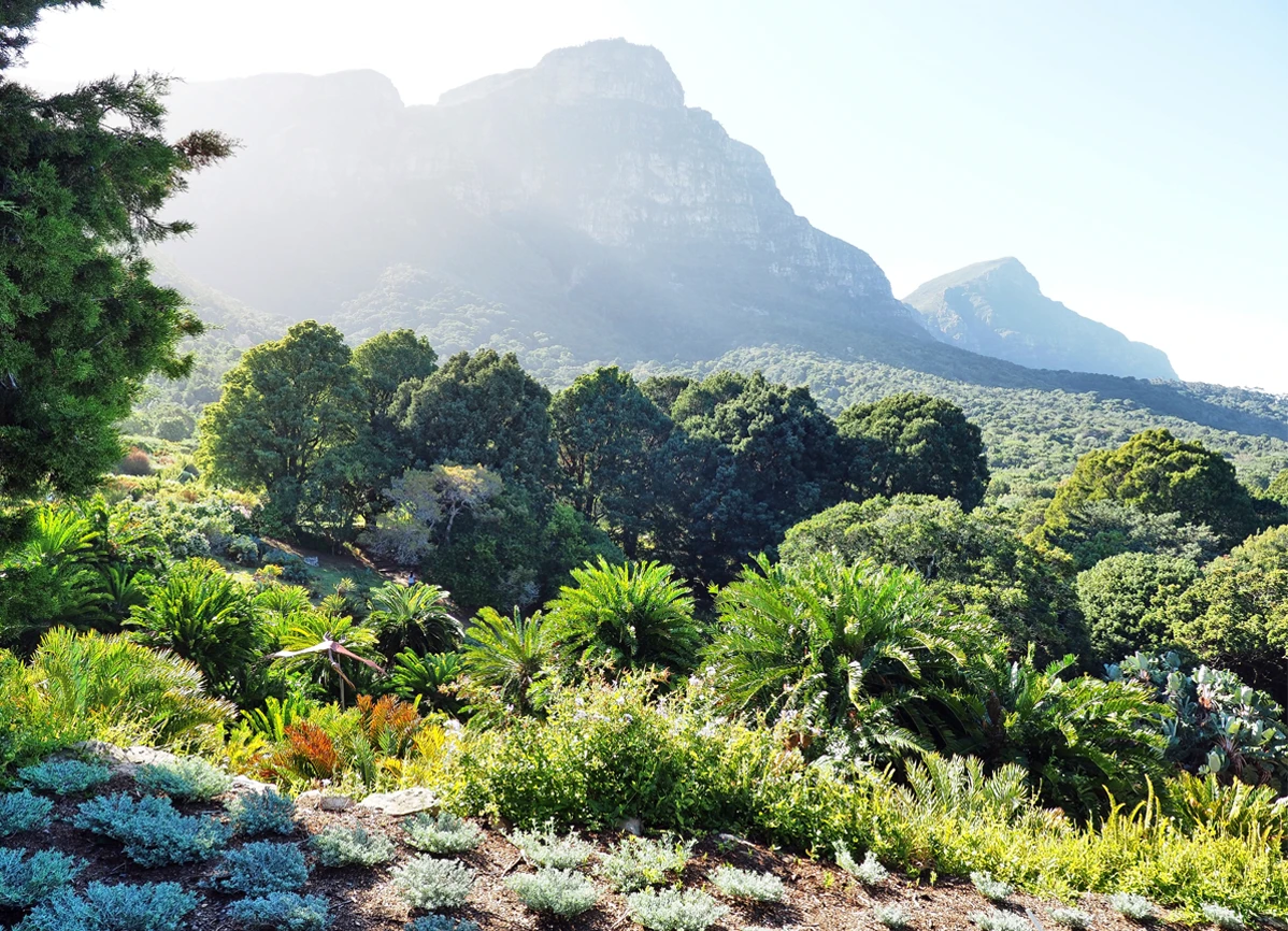 CONSTANTIA-Kirstenbosch