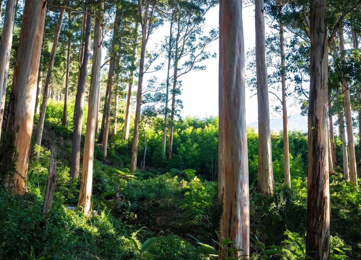 CONSTANTIA-cecilia-Forest