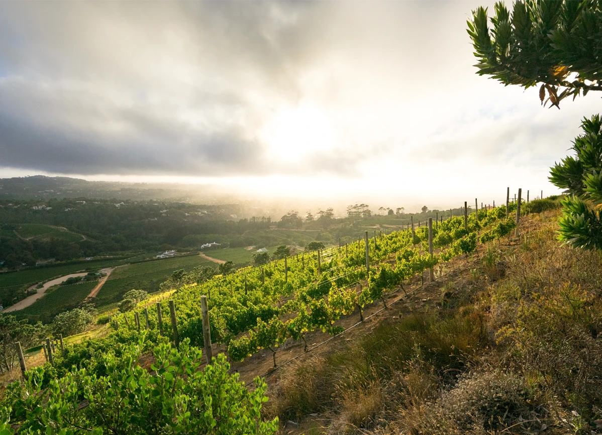 CONSTANTIA-wine-farm